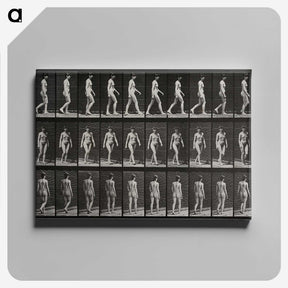 1-14_Eadweard-Muybridge_canvas