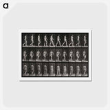 アートポストカード-Woman Walking
 - エドワード マイブリッジ Postcard.