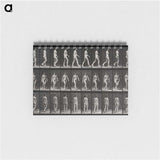1-14_Eadweard-Muybridge_memo