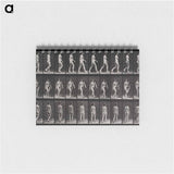 アートメモ帳-Woman Walking
 - エドワード マイブリッジ Memo.