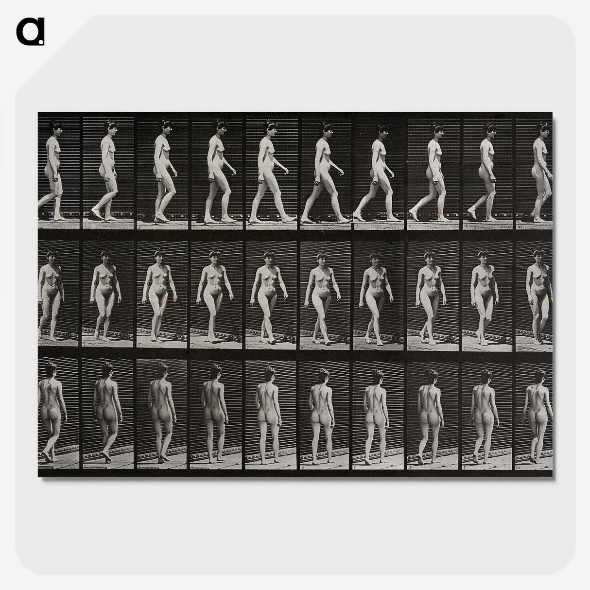 1-14_Eadweard-Muybridge_picture-crop