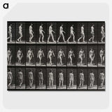 1-14_Eadweard-Muybridge_picture-crop