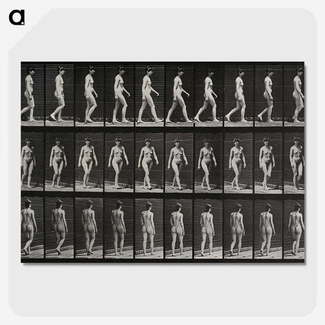 1-14_Eadweard-Muybridge_picture-crop