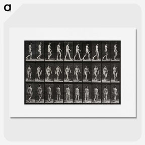 1-14_Eadweard-Muybridge_picture