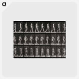 アートポストカード-Woman Walking
 - エドワード マイブリッジ Postcard.