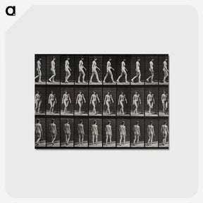 1-14_Eadweard-Muybridge_postcard