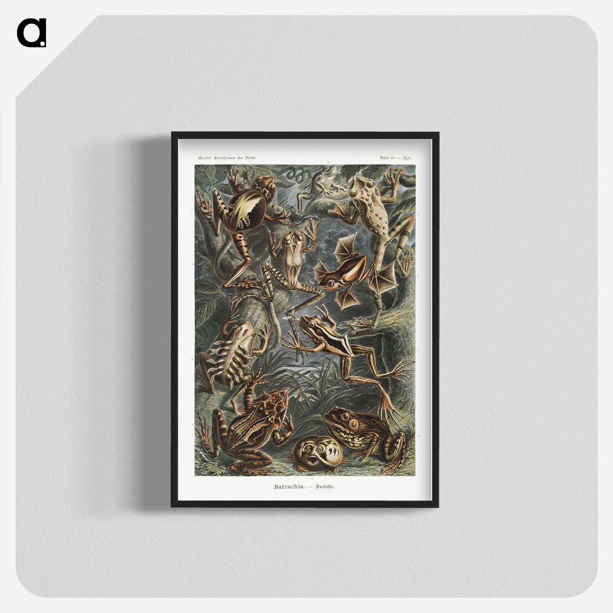 1-14_Ernst-Haeckel_blk-crop