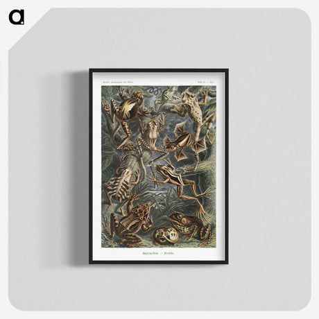 1-14_Ernst-Haeckel_blk-crop