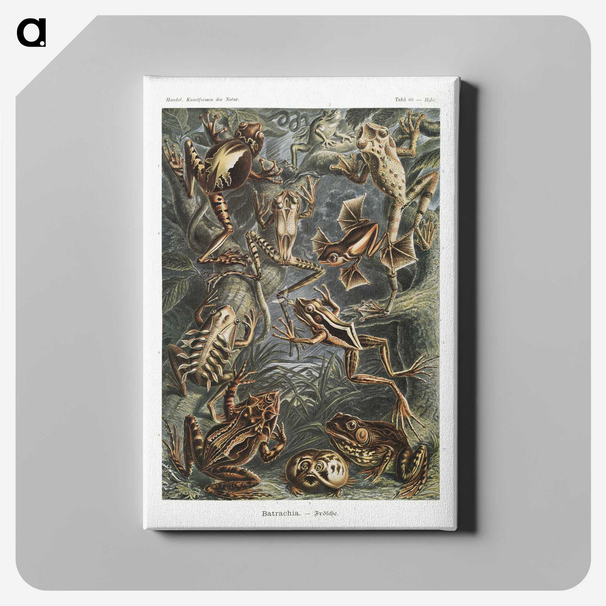 1-14_Ernst-Haeckel_canvas