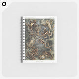 1-14_Ernst-Haeckel_memo