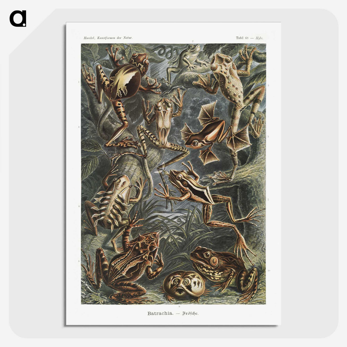 1-14_Ernst-Haeckel_picture-crop