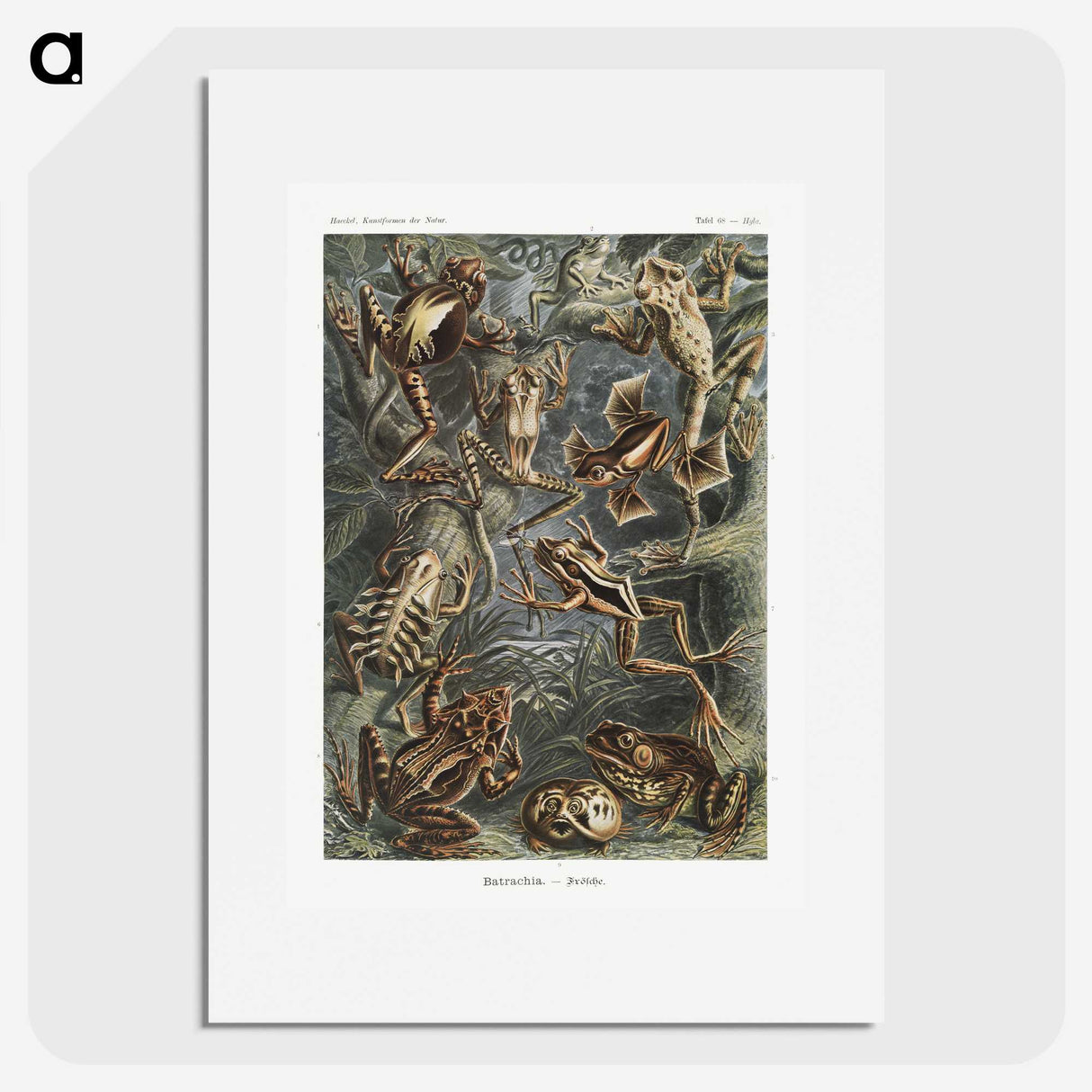 1-14_Ernst-Haeckel_picture