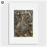 1-14_Ernst-Haeckel_picture