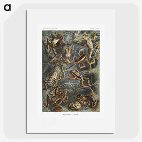 1-14_Ernst-Haeckel_picture