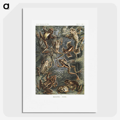 1-14_Ernst-Haeckel_picture