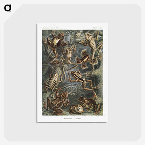 1-14_Ernst-Haeckel_postcard