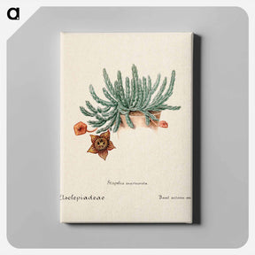 アートパネル-Starfish Cactus
 - サボテン科 Canvas.