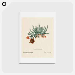 アートポストカード-Starfish Cactus
 - サボテン科 Postcard.