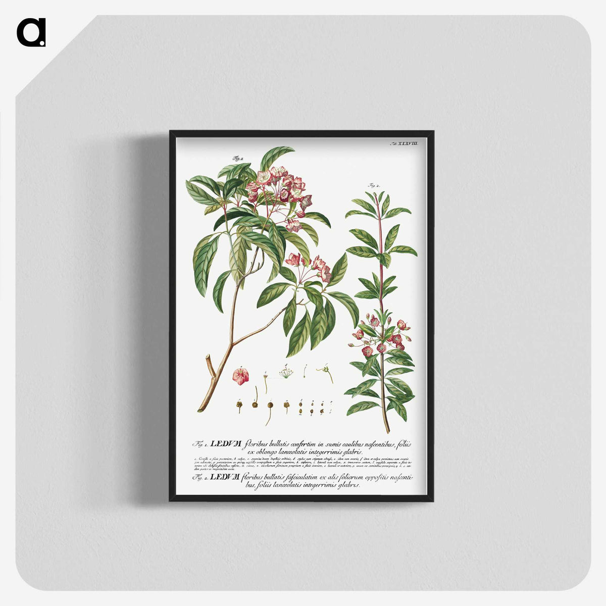 1-14_Georg-Dionysius-Ehret_blk-crop