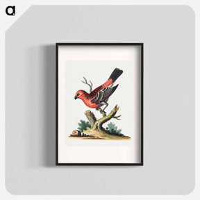 アートポスター-Red and Black Bird
 - ジョージ エドワーズ Poster.