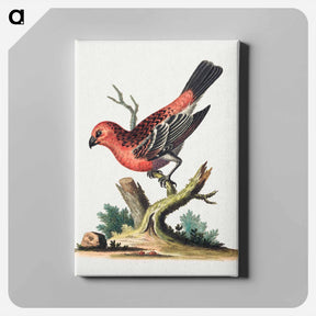 アートパネル-Red and Black Bird
 - ジョージ エドワーズ Canvas.