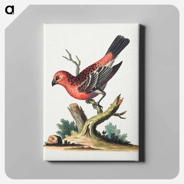 Red and Black Bird
 - ジョージ エドワーズ Canvas.