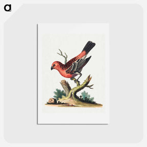 アートポストカード-Red and Black Bird
 - ジョージ エドワーズ Postcard.