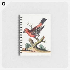 アートメモ帳-Red and Black Bird
 - ジョージ エドワーズ Memo.
