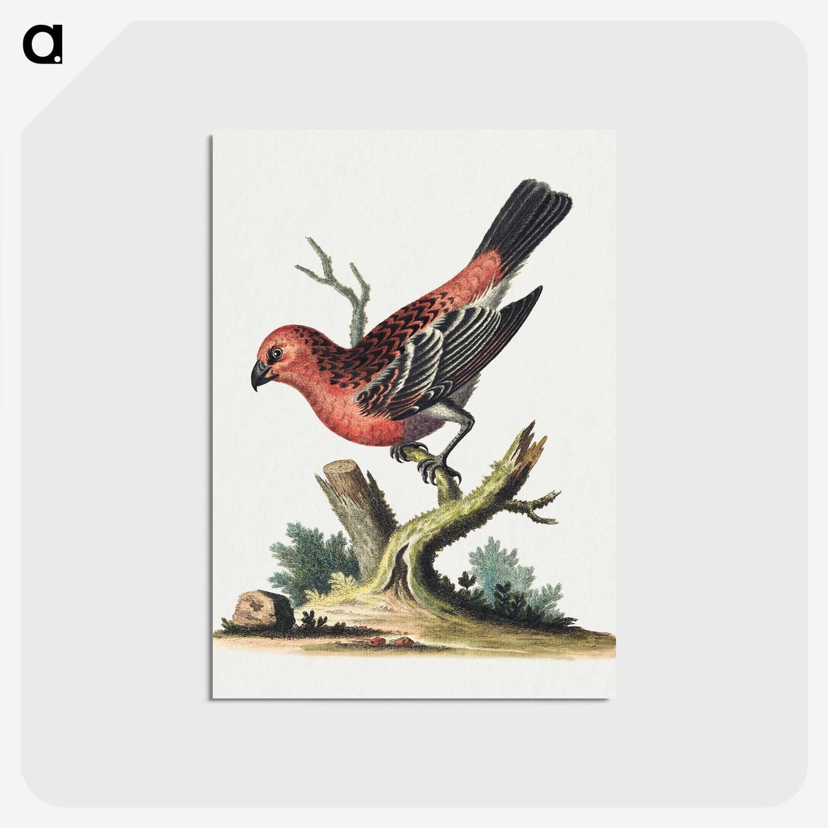 1-14_George-Edwards_postcard