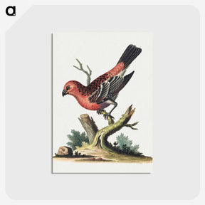 1-14_George-Edwards_postcard