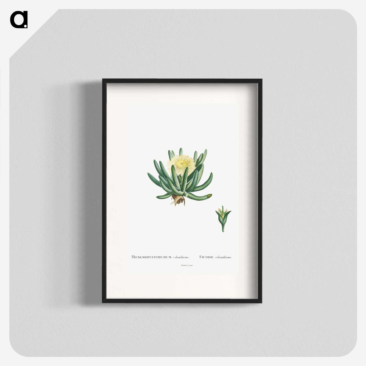 1-14_Histoire-des-Plantes-Grasses_blk