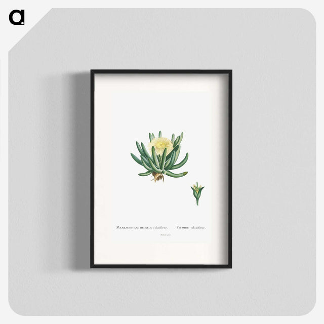 1-14_Histoire-des-Plantes-Grasses_blk