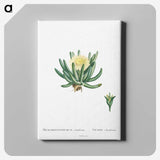1-14_Histoire-des-Plantes-Grasses_canvas