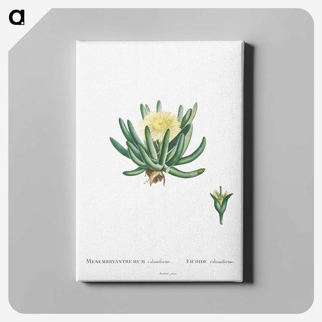 1-14_Histoire-des-Plantes-Grasses_canvas