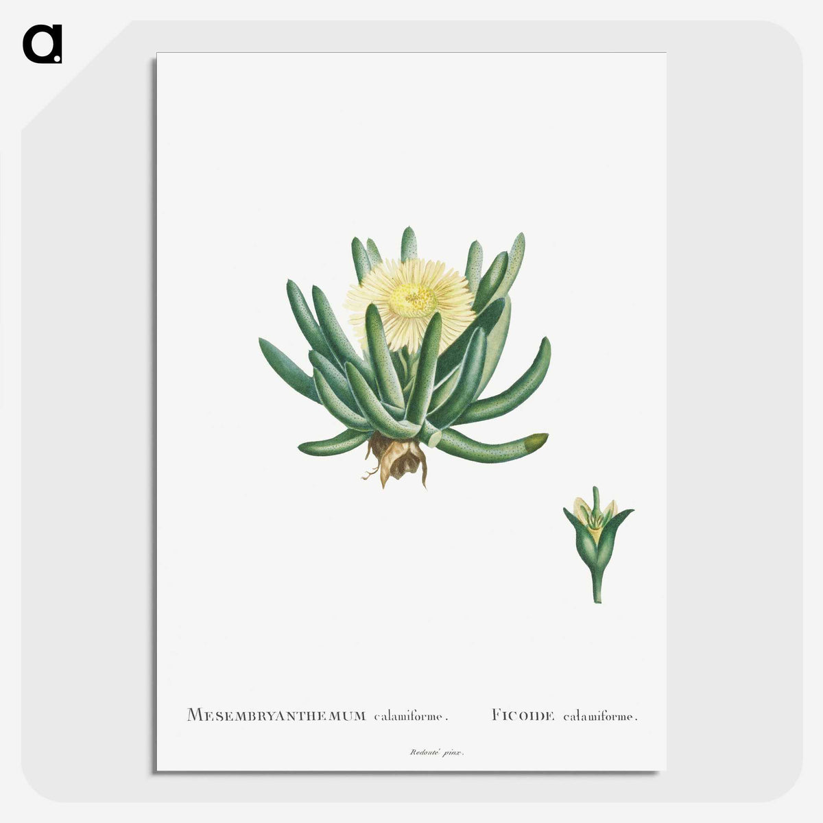 1-14_Histoire-des-Plantes-Grasses_picture-crop