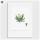 1-14_Histoire-des-Plantes-Grasses_picture