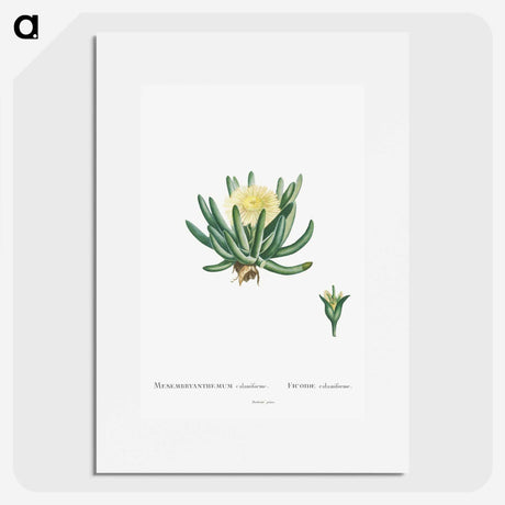 1-14_Histoire-des-Plantes-Grasses_picture
