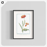 1-14_Hortus-Romanus-Botanical-Plates_blk