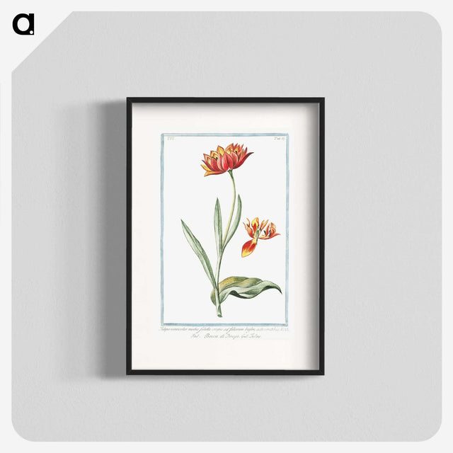 1-14_Hortus-Romanus-Botanical-Plates_blk
