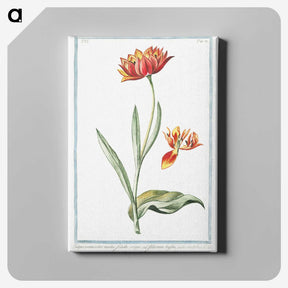 1-14_Hortus-Romanus-Botanical-Plates_canvas