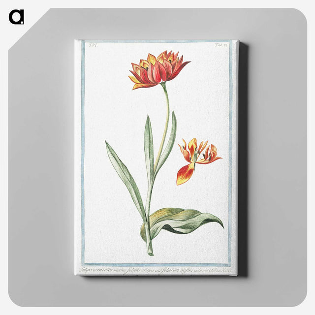 1-14_Hortus-Romanus-Botanical-Plates_canvas