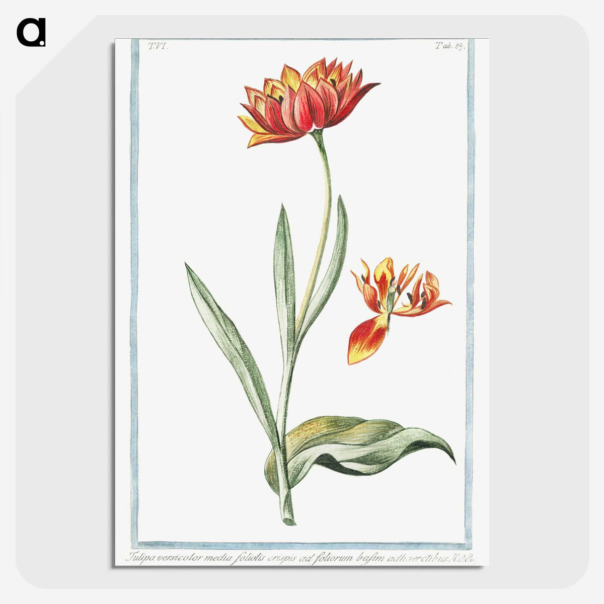 1-14_Hortus-Romanus-Botanical-Plates_picture-crop