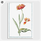 1-14_Hortus-Romanus-Botanical-Plates_picture-crop
