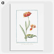 1-14_Hortus-Romanus-Botanical-Plates_picture