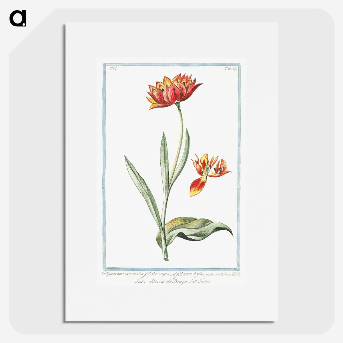 1-14_Hortus-Romanus-Botanical-Plates_picture