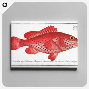 1-14_Ichtyologie-ou-Histoire-naturelle_canvas