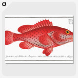 1-14_Ichtyologie-ou-Histoire-naturelle_picture-crop