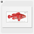 1-14_Ichtyologie-ou-Histoire-naturelle_picture