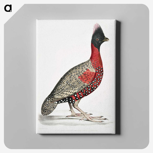 1-14_Indian-Zoology_canvas