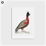 1-14_Indian-Zoology_hagaki
